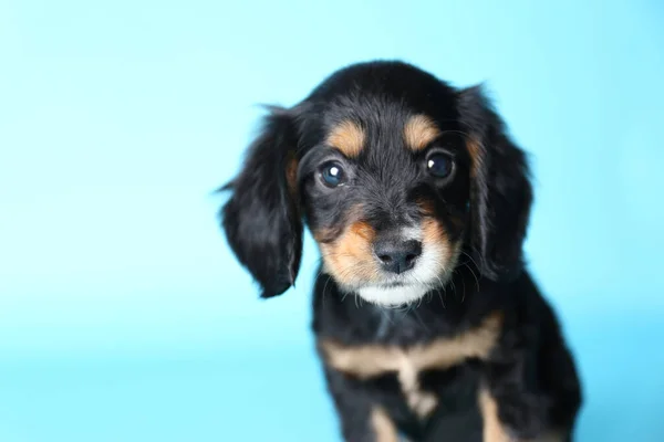 Carino inglese Cocker Spaniel cucciolo su sfondo azzurro. Spazio per testo — Foto Stock