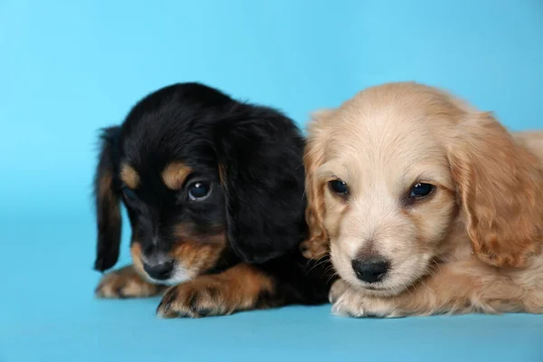 Lindo Inglés Cocker Spaniel cachorros sobre fondo azul claro —  Fotos de Stock