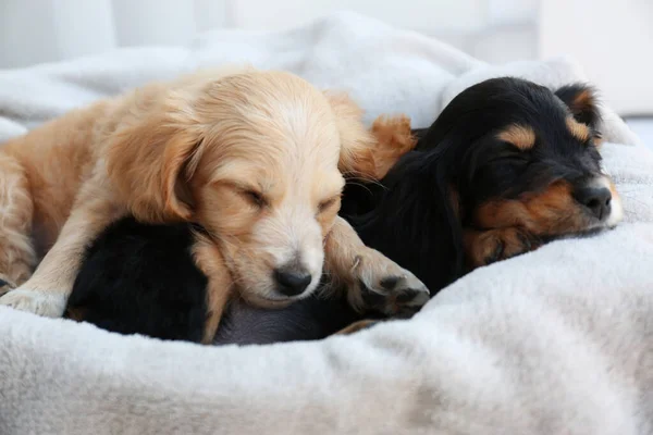 Bonito Inglês Cocker Spaniel cachorros dormindo em xadrez macio — Fotografia de Stock