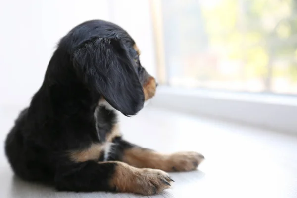 Şirin İngiliz Cocker Spaniel köpek yavrusu içeride yerde yatıyor. Metin için boşluk — Stok fotoğraf