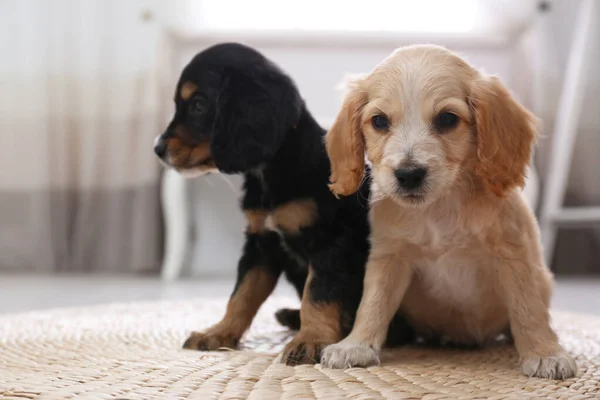 Lindo Inglés Cocker Spaniel cachorros sobre fondo borroso — Foto de Stock