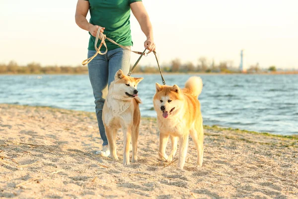 Młody człowiek chodzenie jego godny podziwu Akita Inu psy w pobliżu rzeka — Zdjęcie stockowe