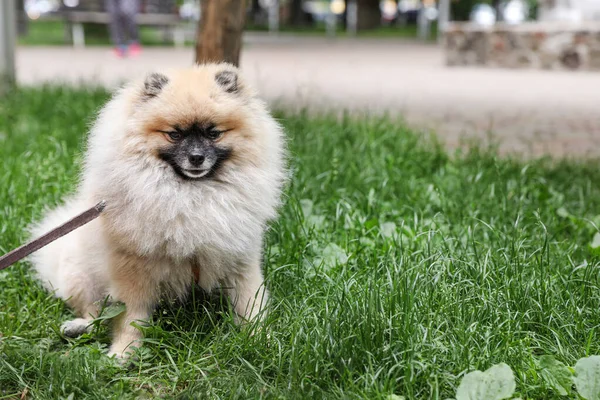 Adorable perro spitz Pomeranian en hierba verde al aire libre. Espacio para texto —  Fotos de Stock