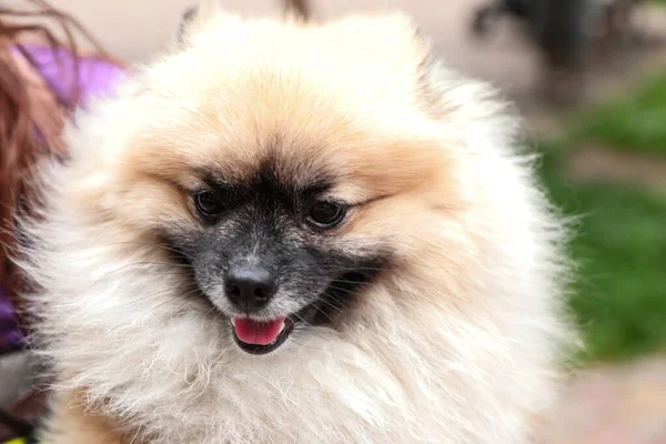 Vista de cerca del adorable perro spitz pomerano —  Fotos de Stock