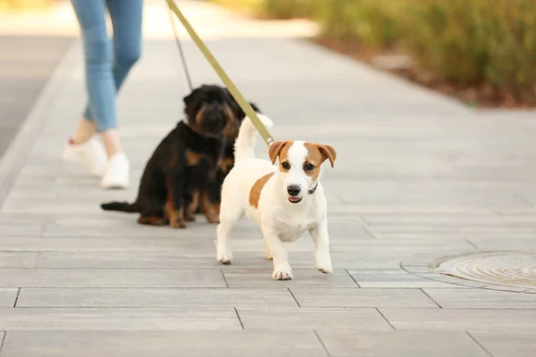 Nő gyaloglás alsó sárgásbarna telekkönyv és Brüsszel Griffon kutyák parkban — Stock Fotó
