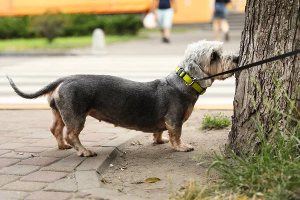 Cão dachshund em miniatura de pêlo fio em passeio no parque — Fotografia de Stock