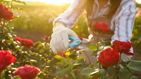 Frau schneidet Rosenstrauch im Freien, Nahaufnahme. Gartenwerkzeug — Stockfoto