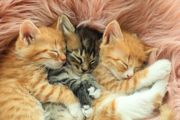Cute little kittens sleeping on pink furry blanket, closeup Stock Photo by  ©NewAfrica 314779060