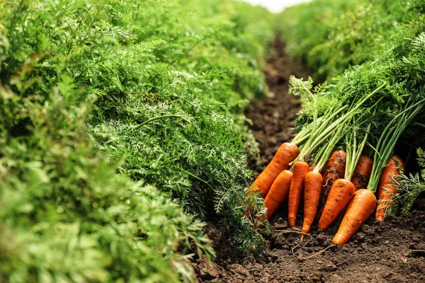 Haufen frischer, reifer Karotten auf dem Feld. Biologischer Landbau — Stockfoto