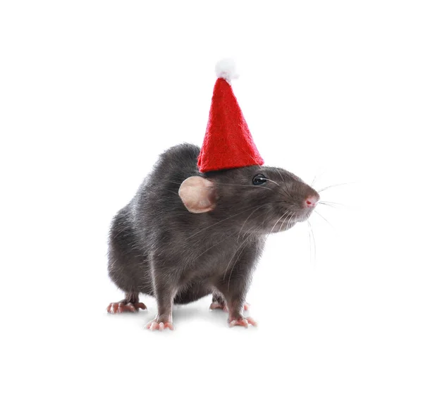 Rato bonito em chapéu de Papai Noel no fundo branco. Símbolo do Ano Novo Chinês — Fotografia de Stock