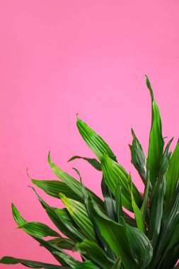 Pembe arka planda tropik yapraklar, mesaj için boşluk. İç öge biçimlendir