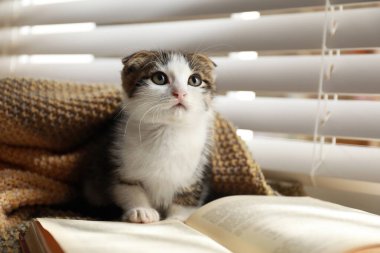 Küçük sevimli kedi yavrusu ve pencere kenarındaki kitap.