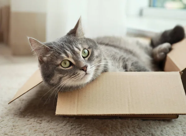 Cute szary kot tabby w pudełku tekturowym na podłodze w domu — Zdjęcie stockowe