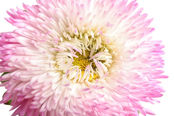 Vacker rosa aster blomma på vit bakgrund, närbild — Stockfoto