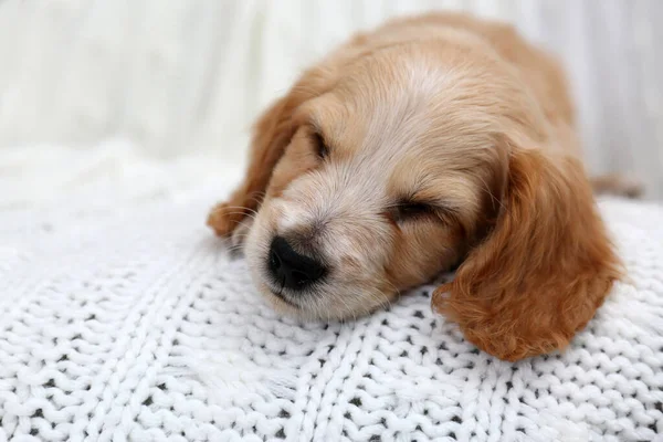 Cute Inglês Cocker Spaniel filhote de cachorro dormindo em xadrez macio — Fotografia de Stock