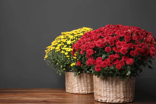 Hermosas flores de crisantemo fresco sobre una mesa de madera sobre fondo gris oscuro. Espacio para texto —  Fotos de Stock