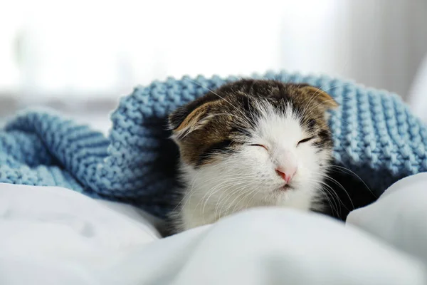 Αξιολάτρευτο μικρό γατάκι κοιμάται κάτω από καρό σε εσωτερικούς χώρους — Φωτογραφία Αρχείου