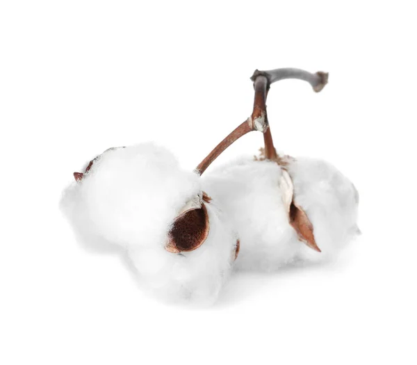 Vackra fluffiga bomullsblommor på vit bakgrund — Stockfoto