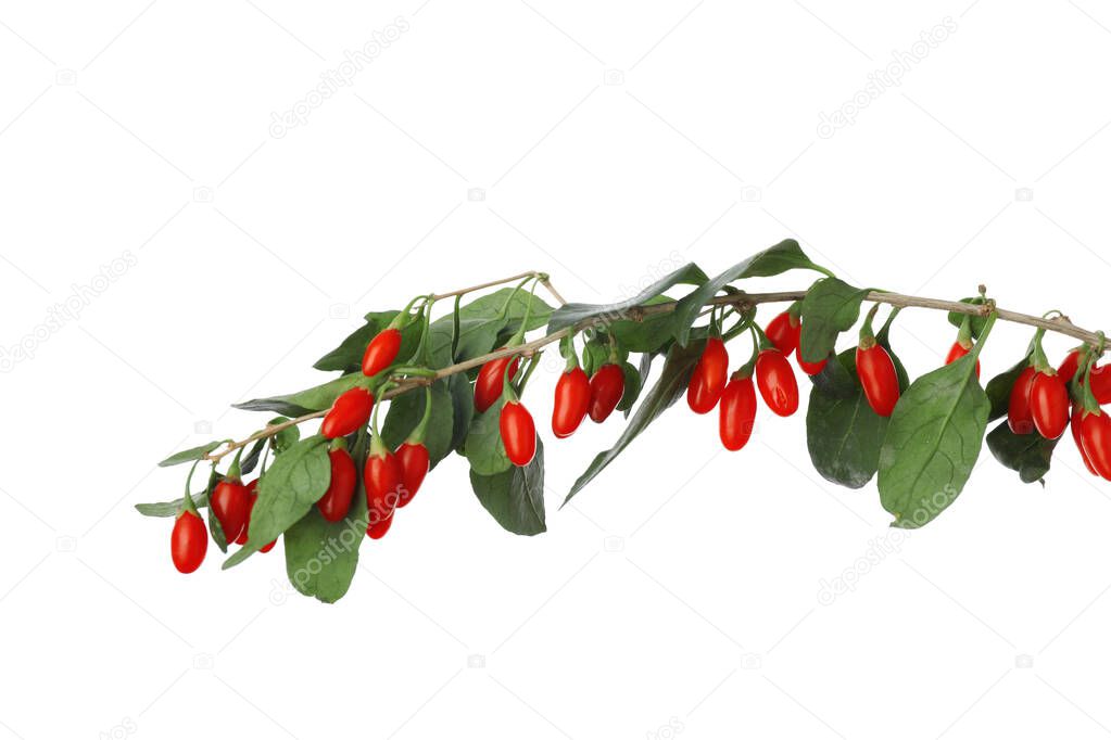 Twig with fresh goji berries on white background
