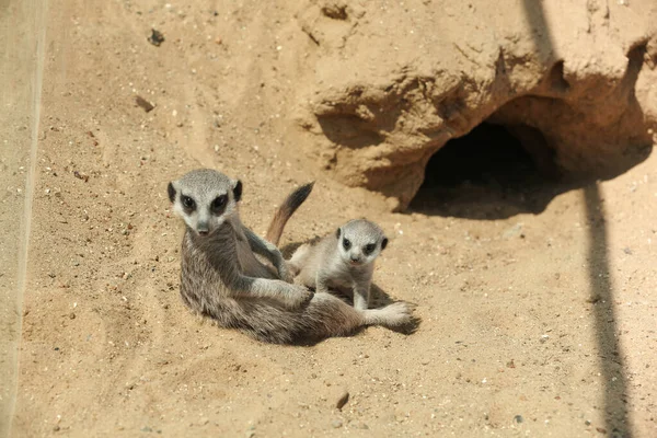 Jolies Suricates Enceinte Dans Zoo Jour Ensoleillé — Photo