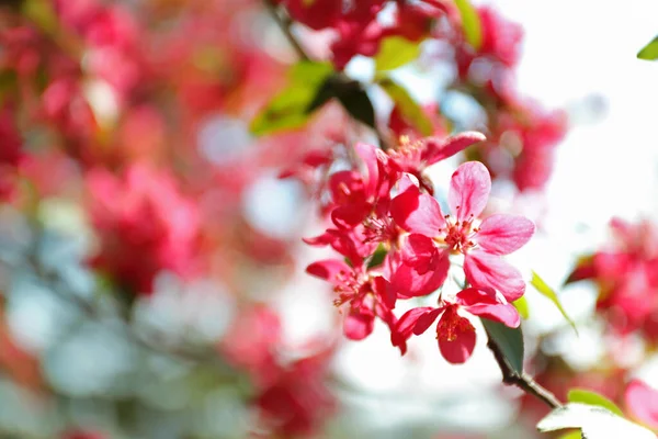 Çiçek Açan Bahar Ağacı Pembe Çiçekler Yakın Plan — Stok fotoğraf