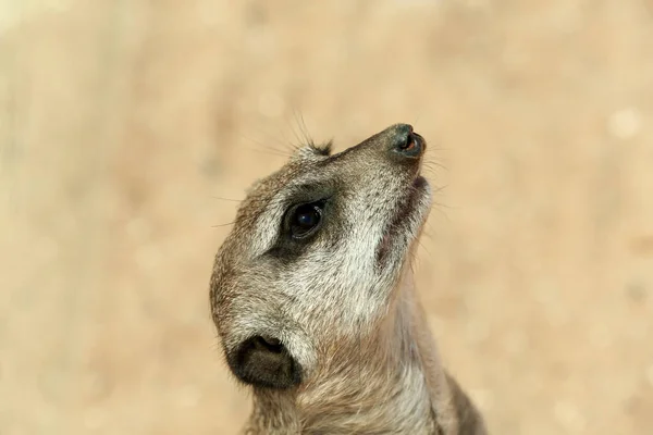 Closeup View Cute Meerkat Zoo — Stock Photo, Image