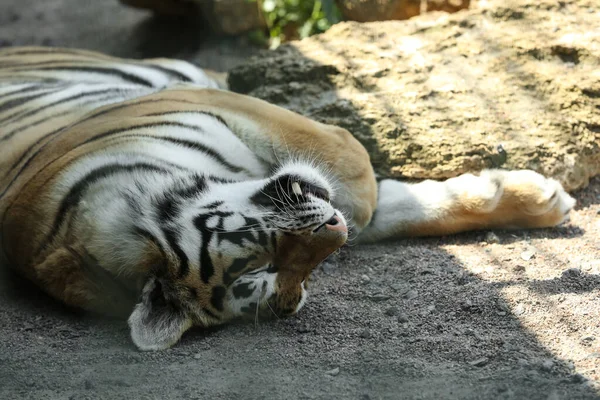 Amur τίγρης κοιμάται σε περίφραξη στο ζωολογικό κήπο — Φωτογραφία Αρχείου