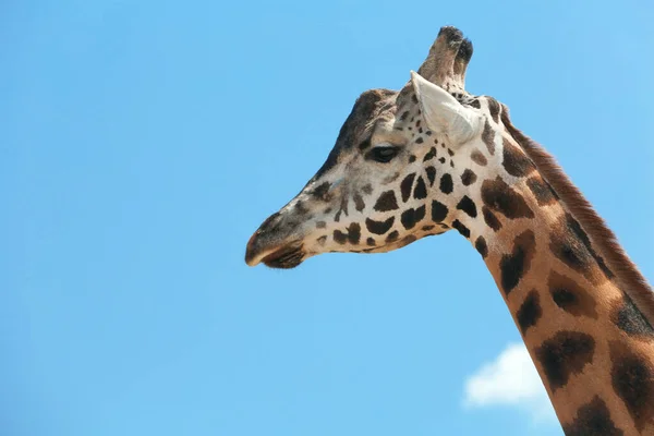 Vue Rapprochée Girafe Rothschild Contre Ciel Bleu — Photo