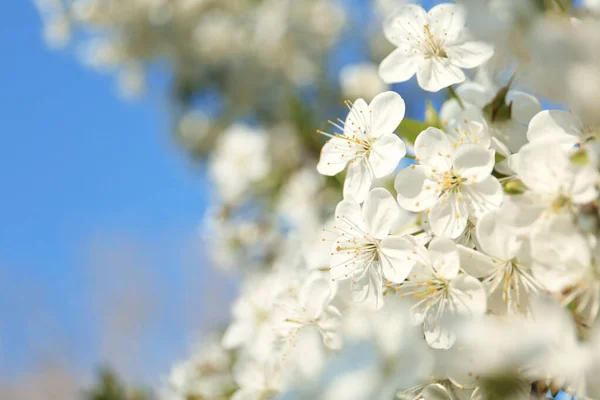 Blossoming cherry tree, closeup — Stock Photo, Image