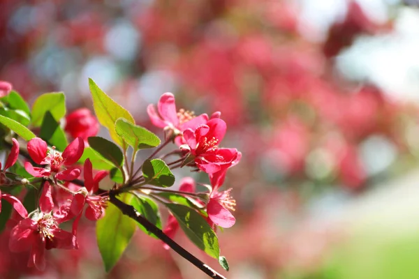 Blommande Vårträd Rosa Blommor Närbild — Stockfoto