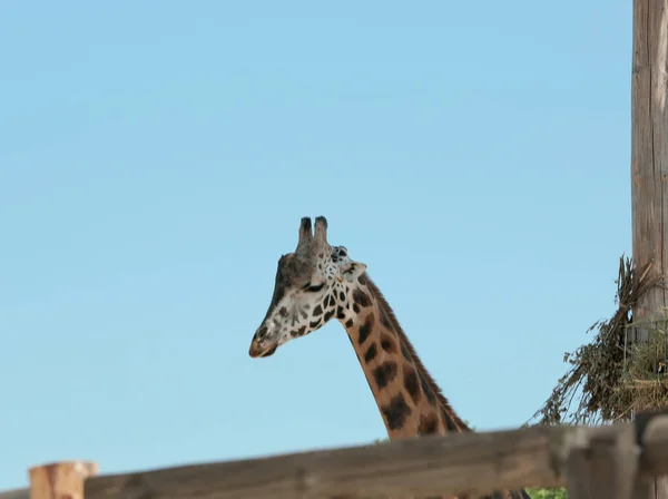 Girafe Rothschild à l'enceinte dans le zoo le jour ensoleillé — Photo