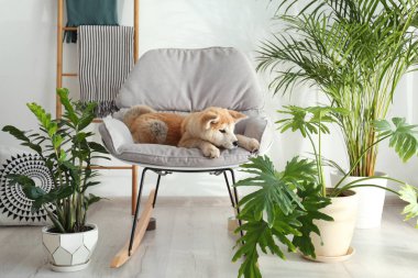 Şirin Akita Inu köpeği sallanan sandalyede ev bitkileriyle