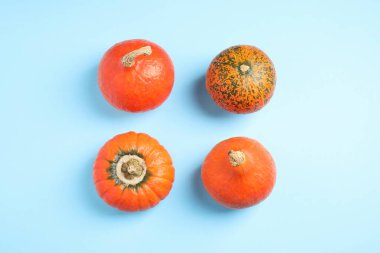 Taze olgun balkabakları mavi arka planda, düz yerde. Tatil dekorasyonu