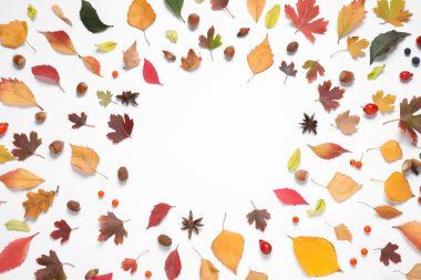 Beyaz arka planda sonbahar yaprakları olan güzel bir kompozisyon, düz. Metin için boşluk
