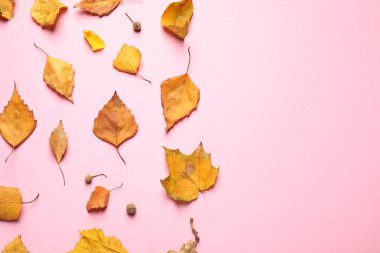 Pembe arka planda sonbahar yapraklı düz kompozisyon. Metin için boşluk