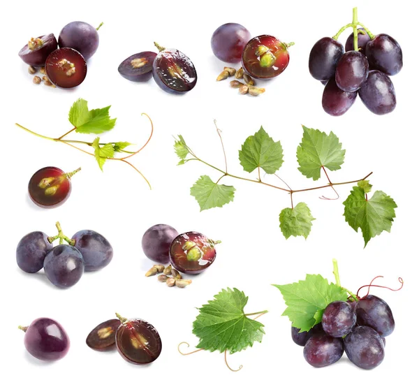 Conjunto de uvas maduras frescas e folhas sobre\ fundo branco — Fotografia de Stock