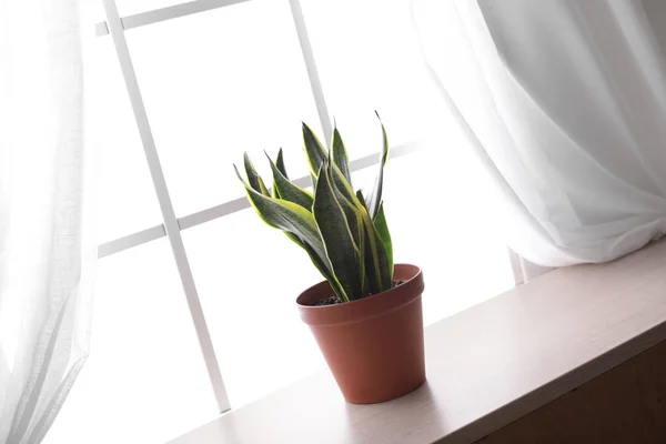 Houseplant na soleira da janela. Elemento de decoração de casa — Fotografia de Stock