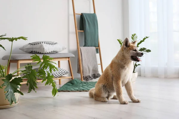 Cão Akita Inu bonito no quarto com plantas de sala — Fotografia de Stock