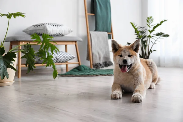 Cane carino Akita Inu in camera con piante d'appartamento. Spazio per testo — Foto Stock