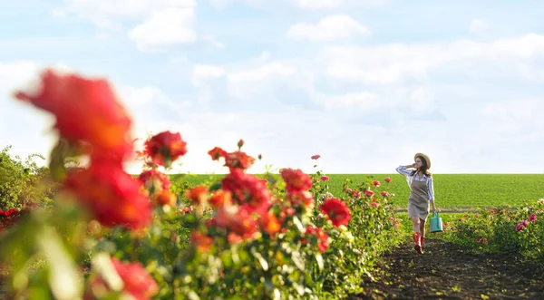 Vrouw met drenken kan wandelen in de buurt van rozenstruiken buitenshuis — Stockfoto