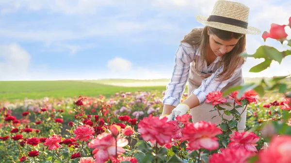 Vrouw bij rozenstruiken in de tuin op zonnige dag — Stockfoto