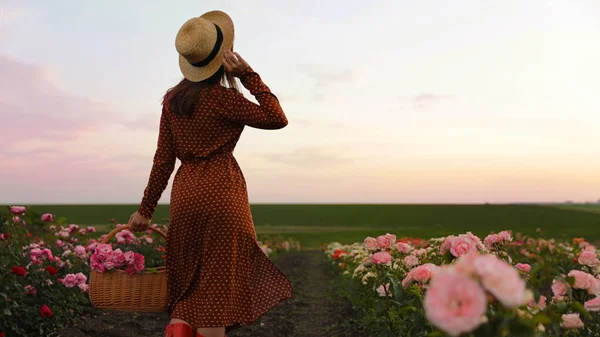 Frau mit Korb voller Rosen in wunderschönem blühenden Feld — Stockfoto