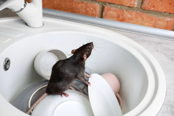 Rat in gootsteen met borden in de keuken. Huishoudelijk ongedierte — Stockfoto