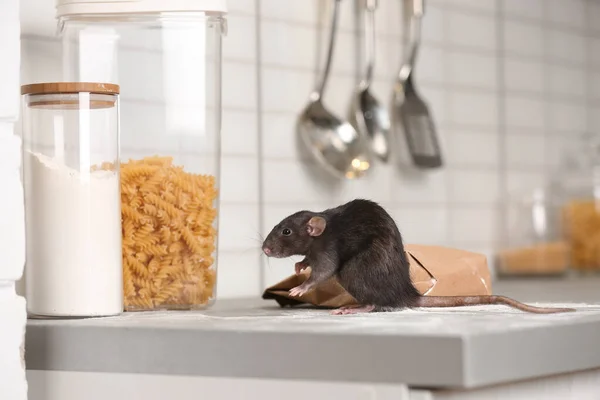 Крыса чуть не сожрала мешок муки на кухонном столе. Бытовые вредители — стоковое фото