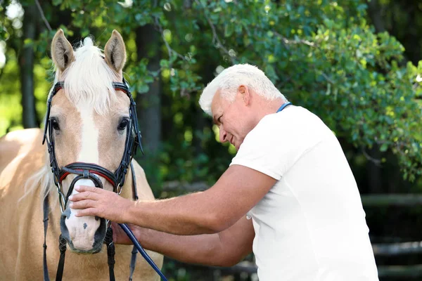 晴れた日に屋外でパロミノ馬を調べる上級獣医 — ストック写真
