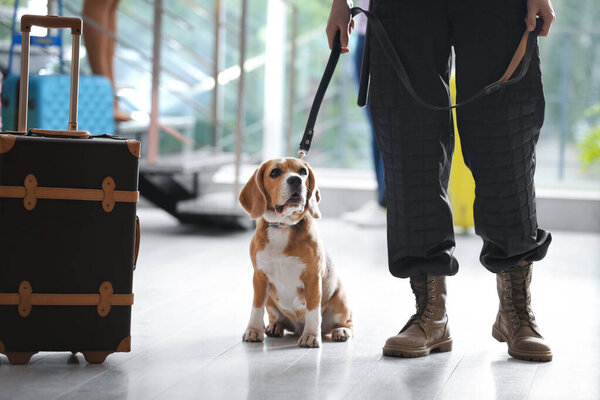Officer with dog near suitcase in airport, closeup