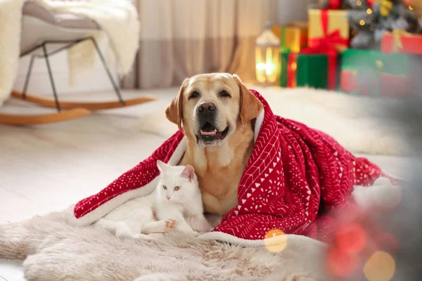 Adorable perro y gato juntos bajo la manta en la habitación decorada para Navidad. Lindas mascotas —  Fotos de Stock