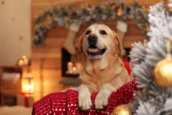 Roztomilý pes na pohovce v pokoji zdobené na Vánoce. Rozkošný mazlíček — Stock fotografie