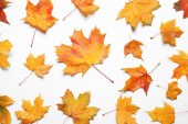 Lapos laikus összetétele őszi levelek fehér háttér