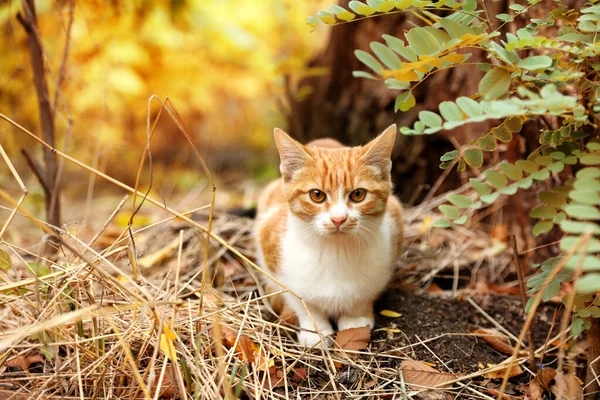 Gato adorável perto de arbusto com folhas exuberantes no parque de outono — Fotografia de Stock